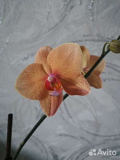 Орхидея фаленопсис