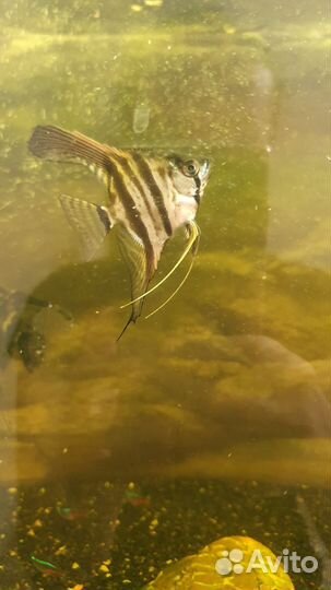 Аквариумные рыбки