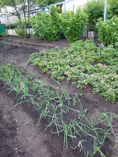 Дача 20 м² на участке 4,7 сот.