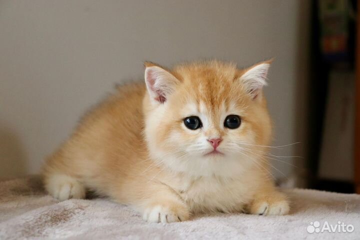 Шотландская золотая шиншилла мальчик ny 12