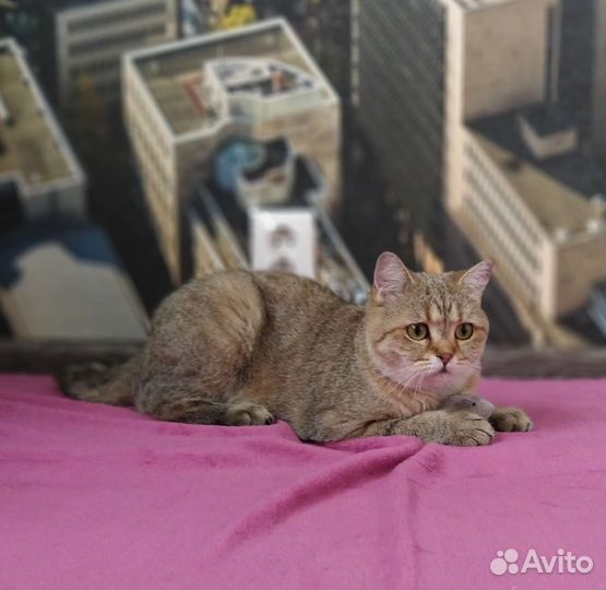 Молодая кошечка в добрые руки