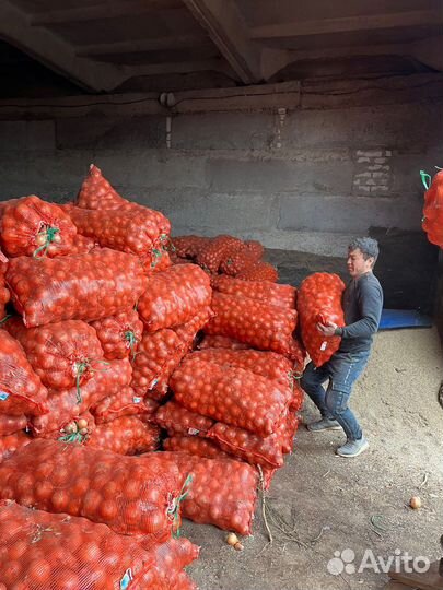 Лук оптом 2023