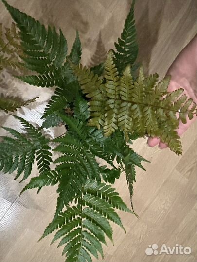 Папоротник птерис