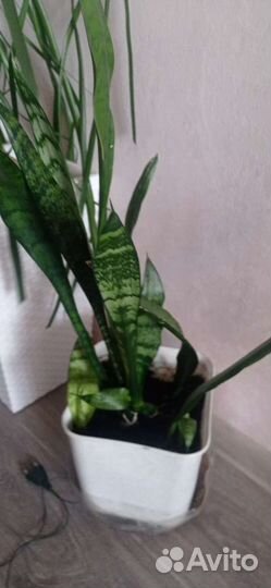 Цветы.Смотрите фото в профиле