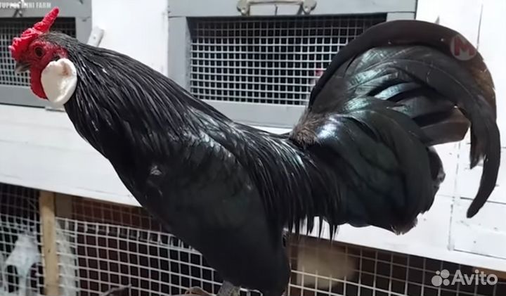 Молодые петухи