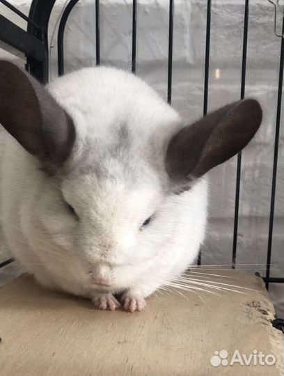 Шиншилла серебристая с клеткой