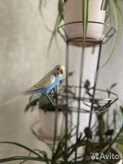 Волнистый попугай