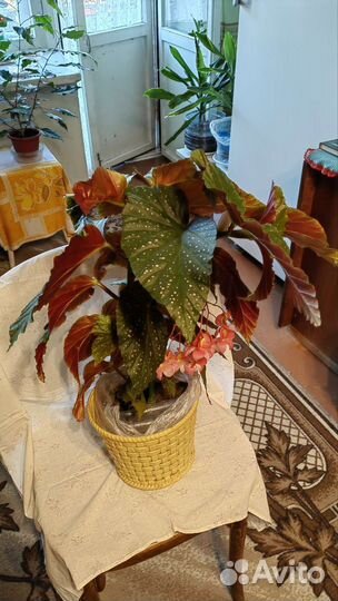 Тростниковая бегония