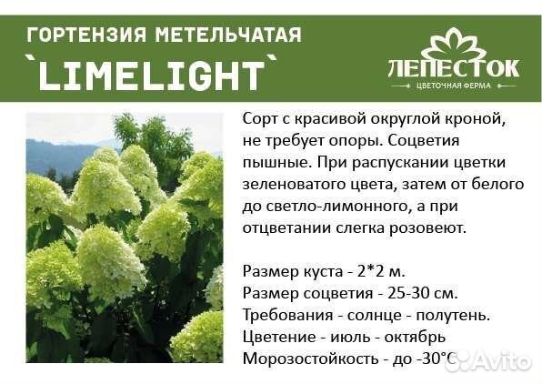 Гортензия Limelight метельчатая