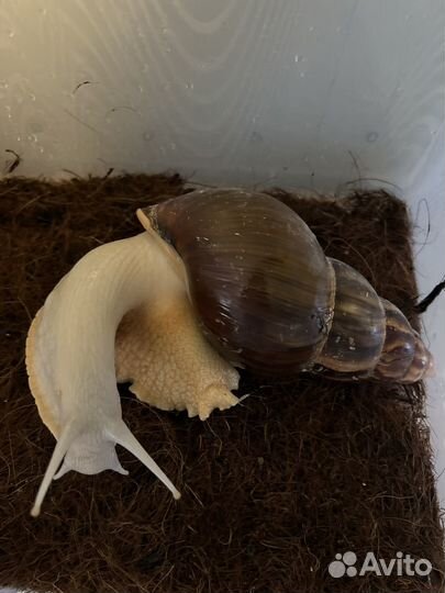 Улитки ахатины