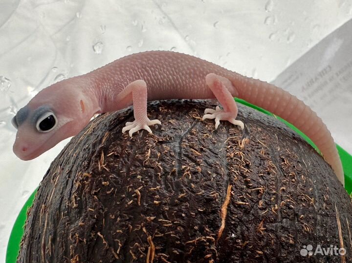 Эублефар гекон