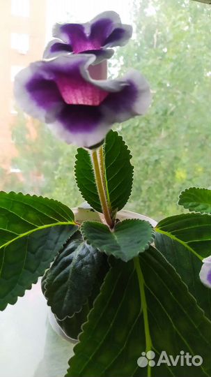 Декабрист, кактус