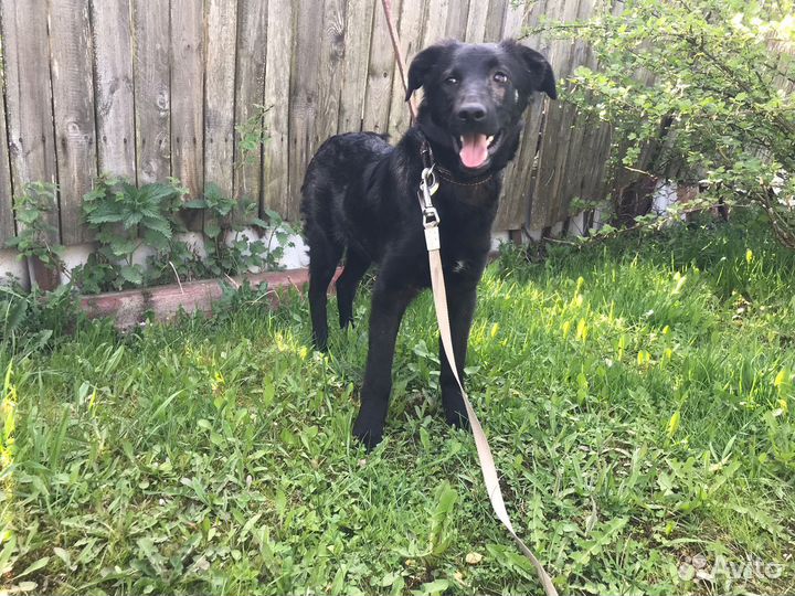 Собака в добрые руки отдам бесплатно 6 мес