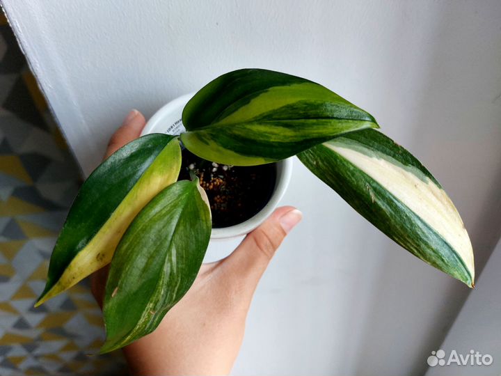 Эпипремнум амплиссимум