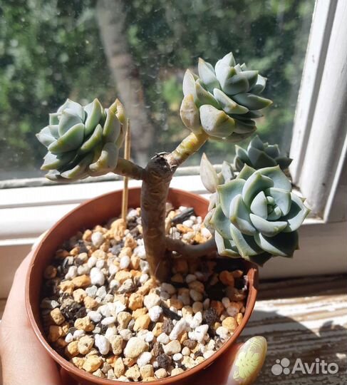 Суккуленты,излишки