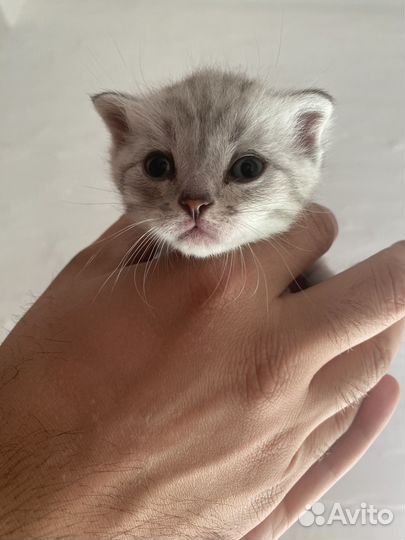 Шотландская котята