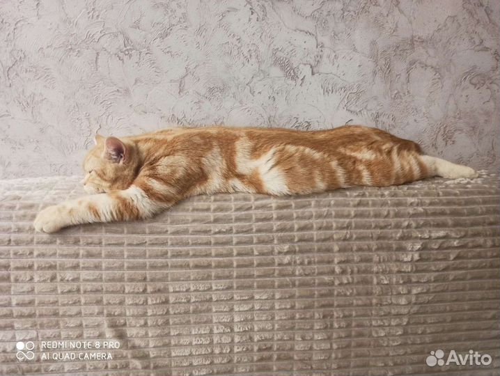 Шотландский кот на вязку