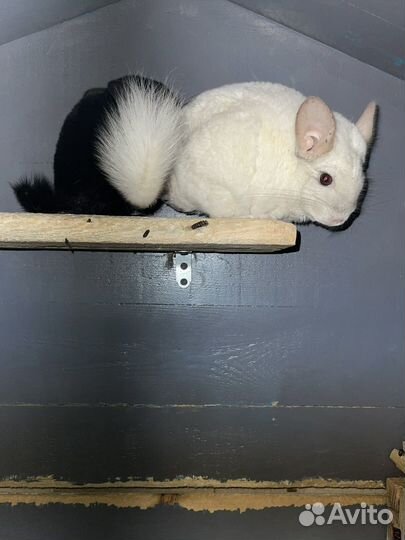 Шиншилла пара