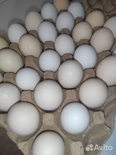 Инкубационное яйцо кур породы Австролорп черно-пес