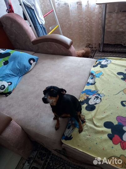 Вязка той-терьер девочка