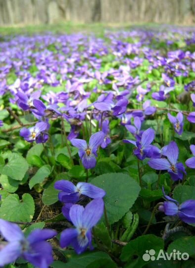 Фиалка мотыльковая синяя