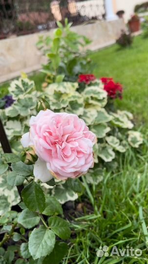 Герани и пеларгонии