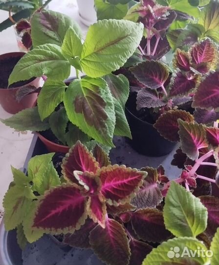 Комнатные цветы