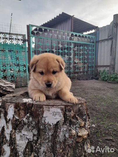 Щенки в добрые руки