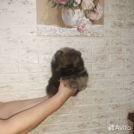 Померанский шпиц