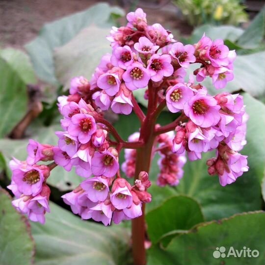 Бадан толстолистный