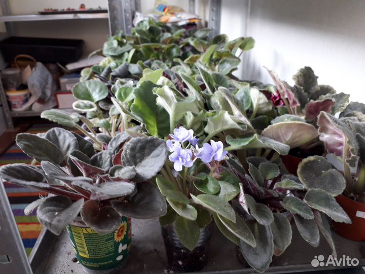 Сортовые фиалки