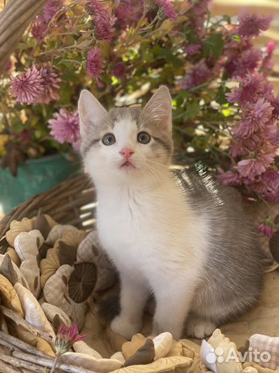 Котик в добрые руки