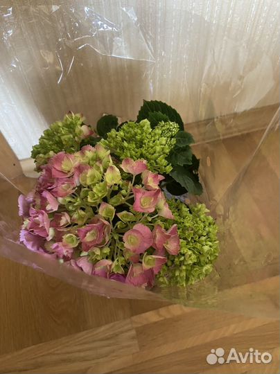 Гортензия в горшке