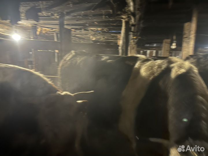 Быки на мясо