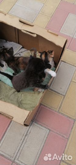 Котята в добрые руки