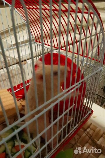 Сирийский хомяк