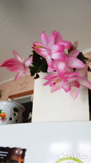 Комнатные цветы. Шлюмбергер - декабрист
