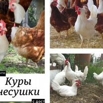 Куры несушки к порогу