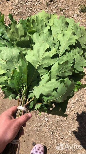 Плотные Веники для бани