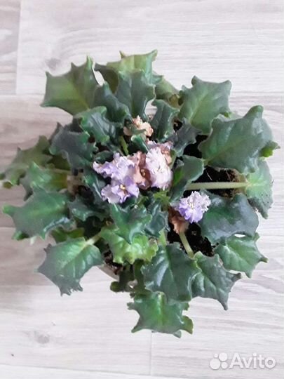 Фиалка в горшках