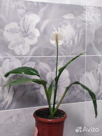 Спатифиллум