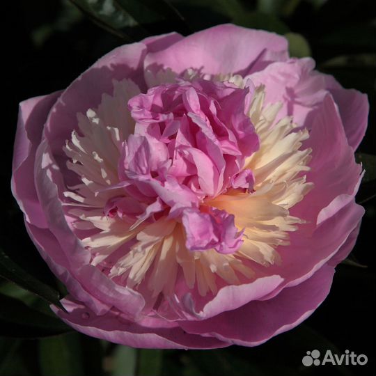 Пионы анемовидные и японцы на посадку