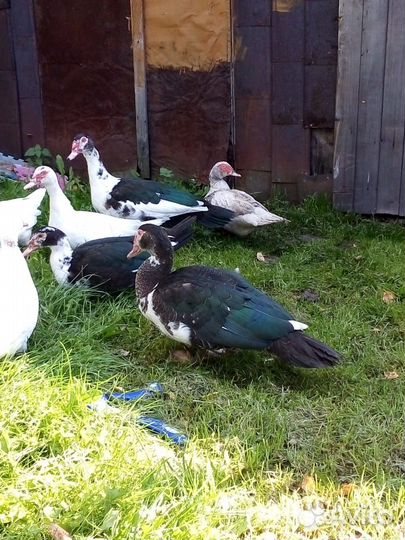 Семья Индоуток