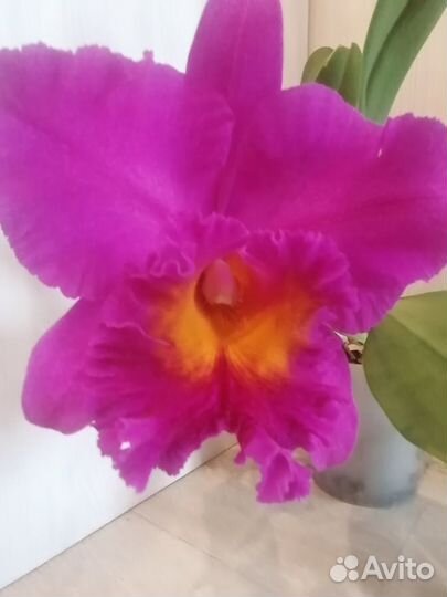 Орхидея Каттлея Blc. Pink Empress