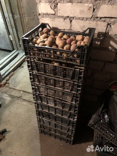 Продам картофель