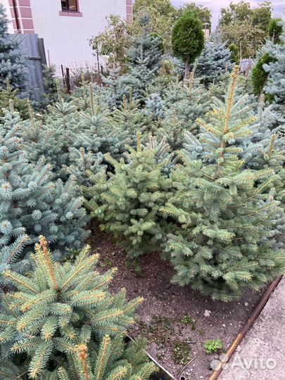 Туя смарагд, Хвойные растения, можжевельник ель