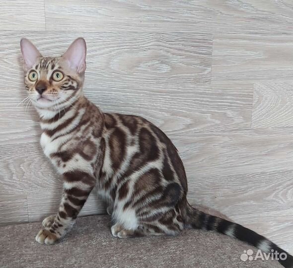 Бенгальская