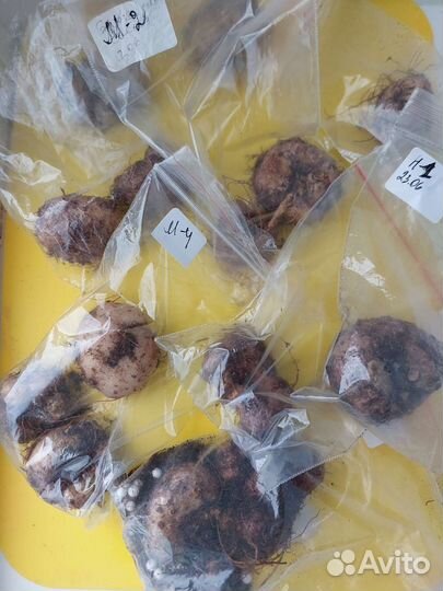 Глоксиния клубни