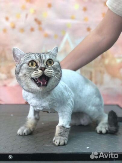 Вычес и стрижка мейкунов и других кошек