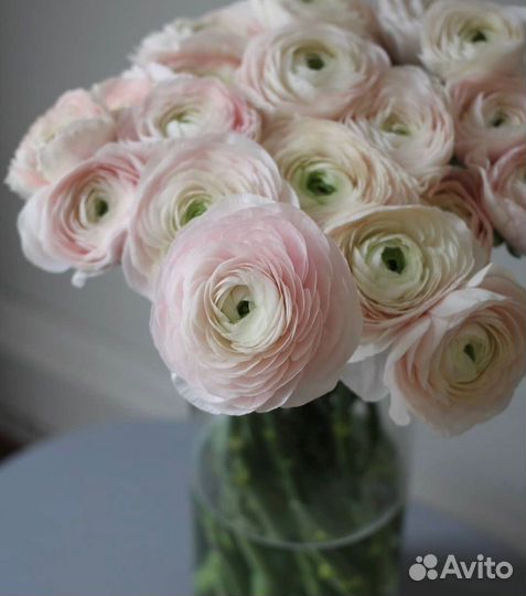 Ранункулюсы